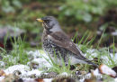 Fieldfare